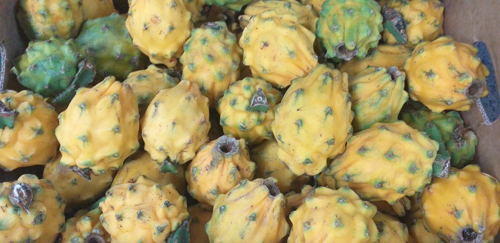 Pitahaya de 1ra
