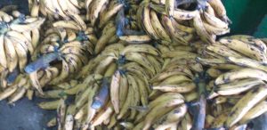 Platano maduro