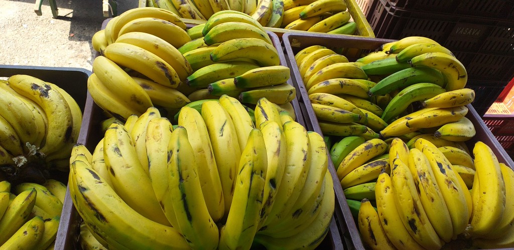 Banano criollo