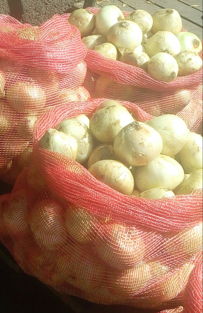 Cebolla cabezona