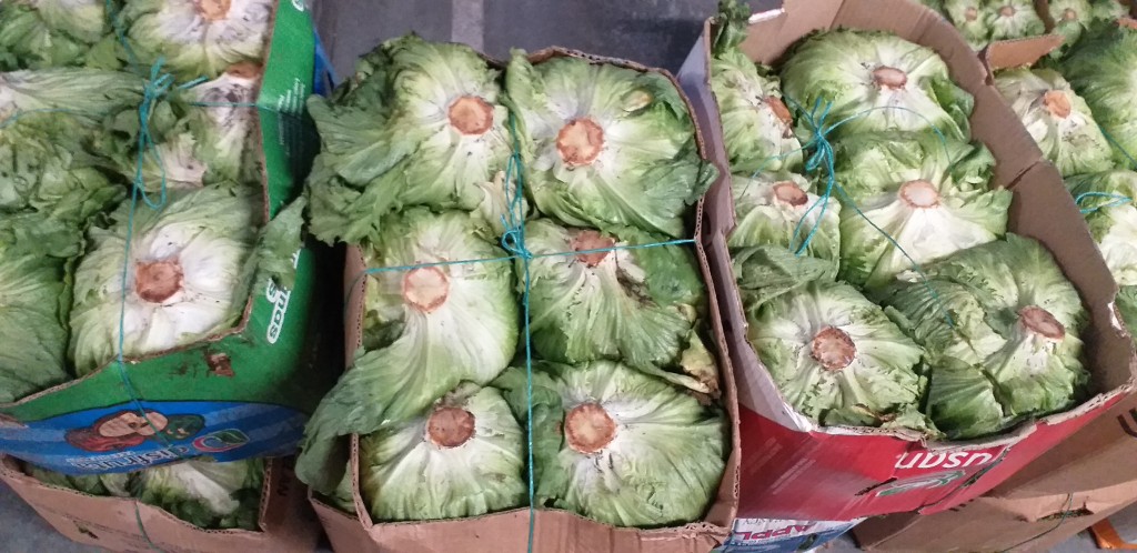Lechuga batavia