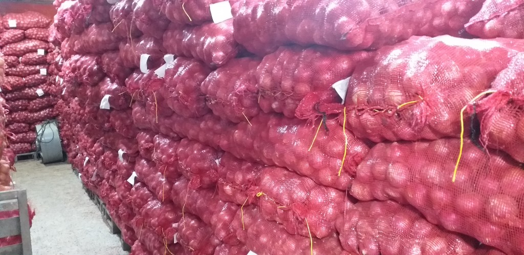 Cebolla peruana