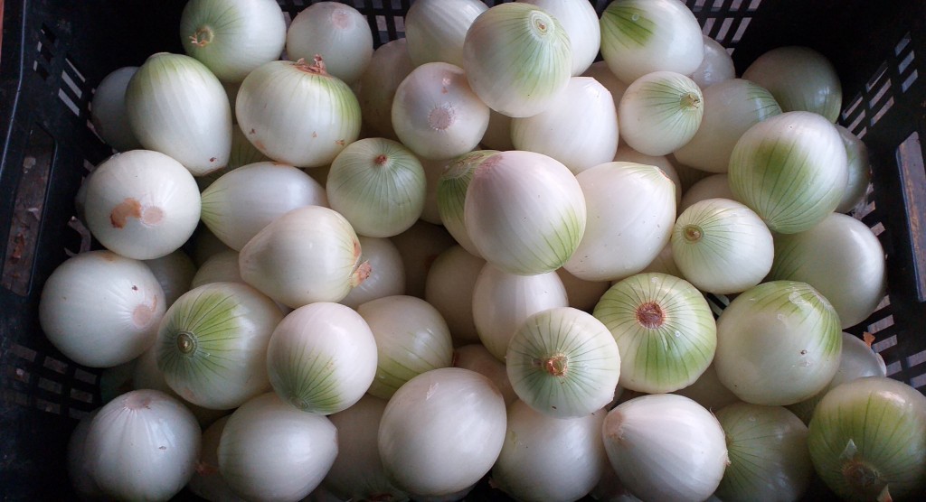 Cebolla blanca pelada