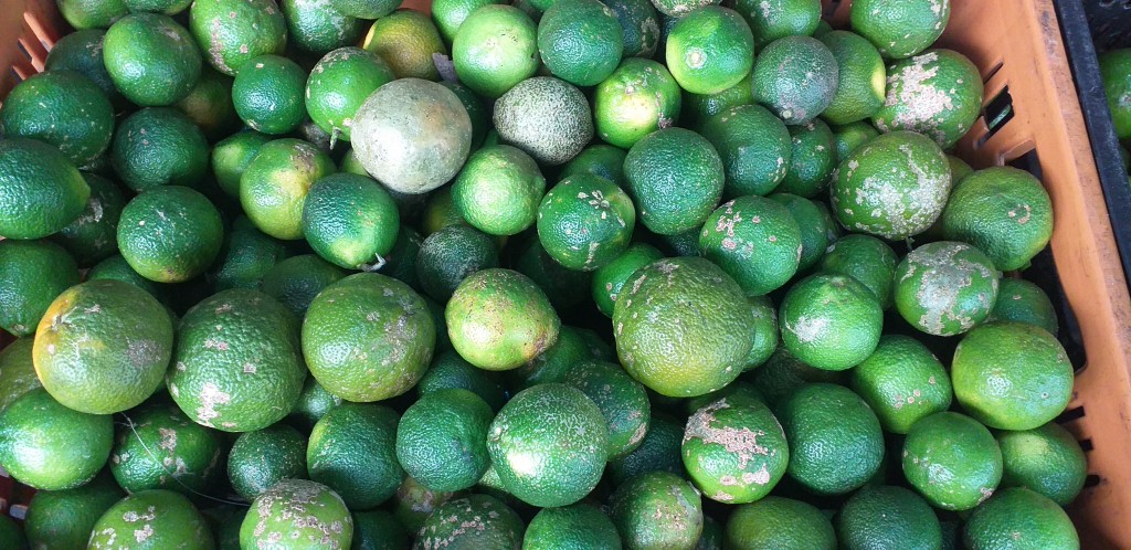 Limon mandarino