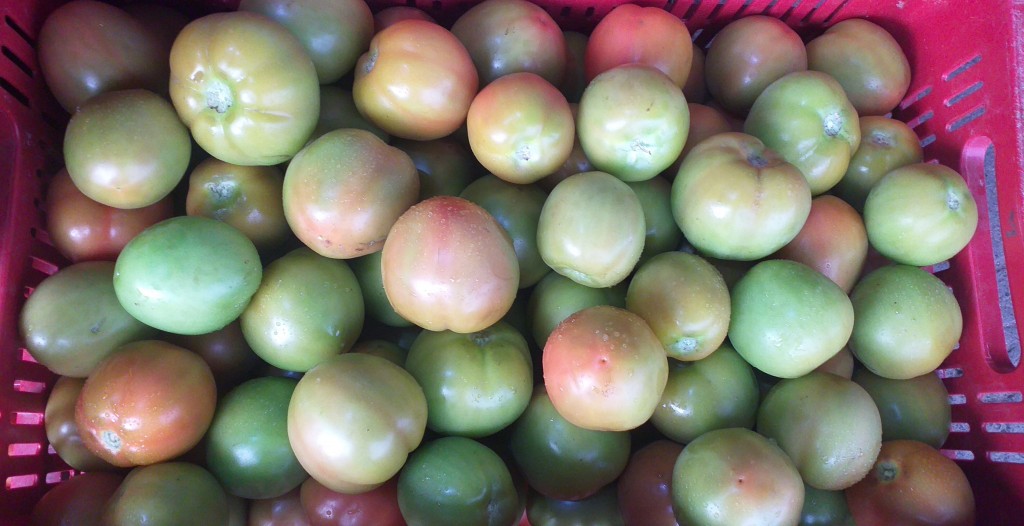 Tomate chonto 1ra