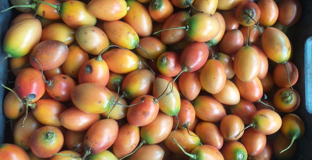 Tomate de arbol parejo