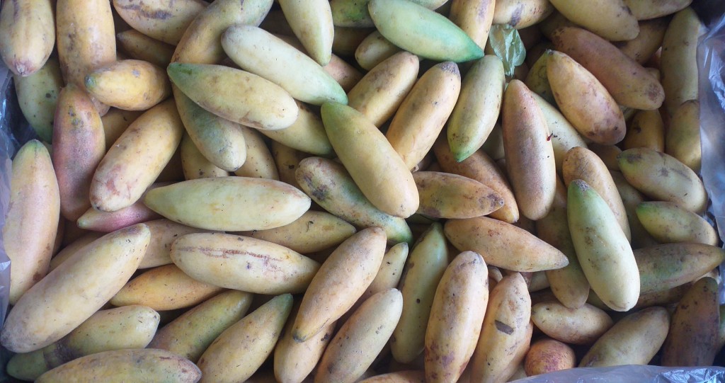 Curuba larga