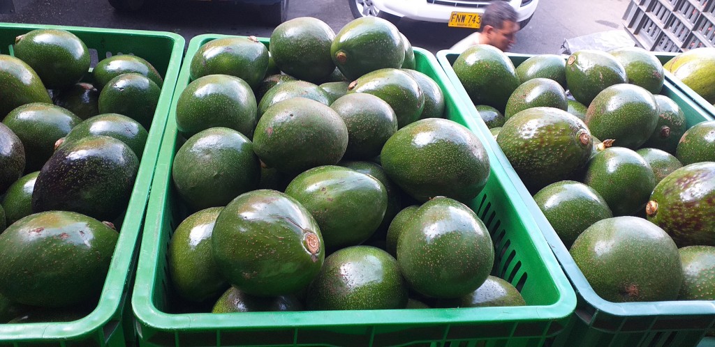 Aguacate colin reed de 1ra