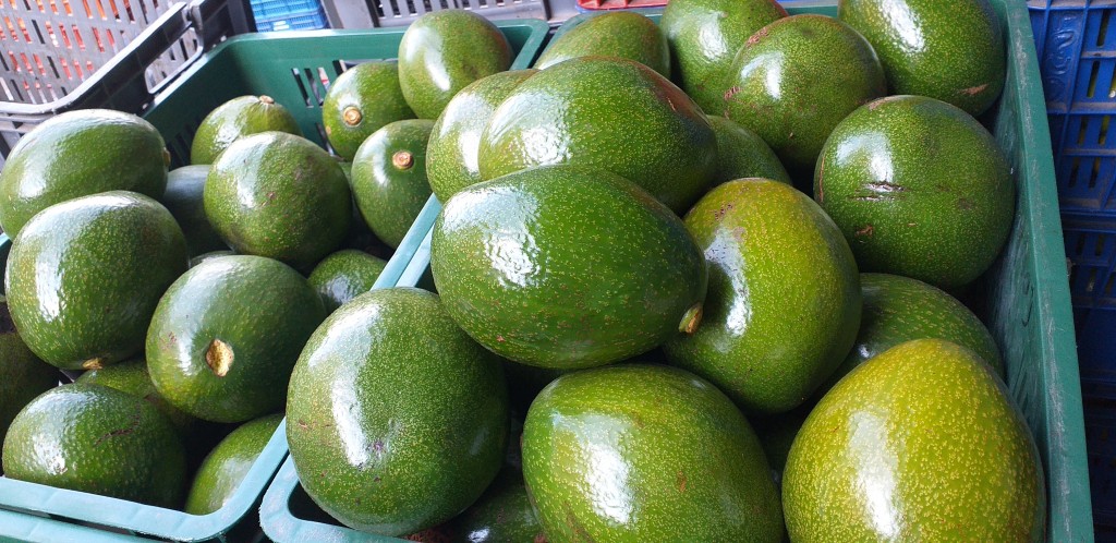 Aguacate choquette de 1ra