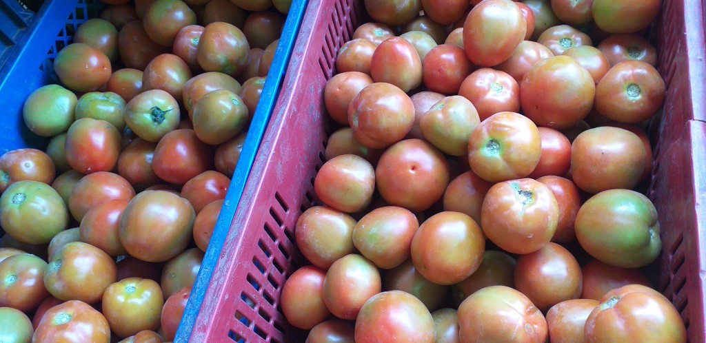 Tomate chonto extra