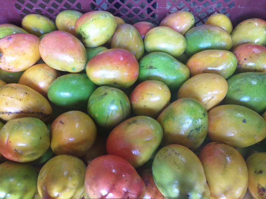 Mango criollo