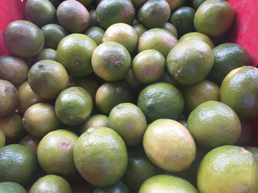 Limon tahiti