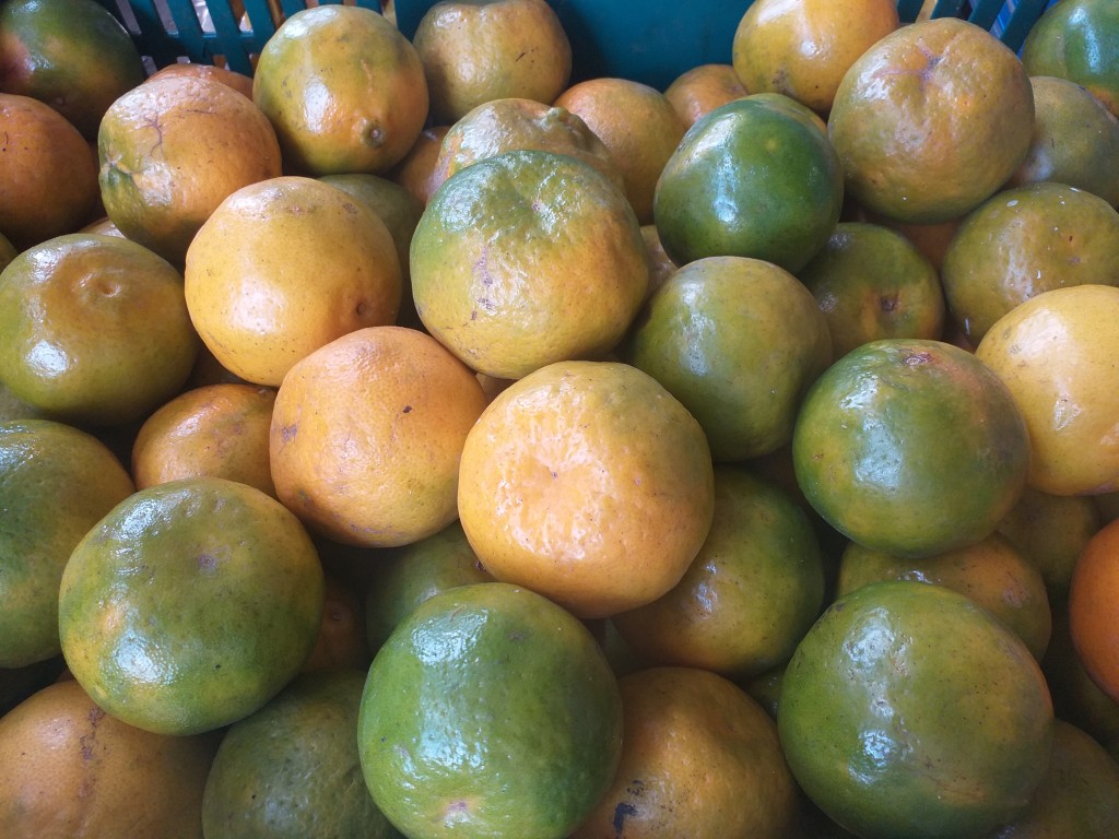 Mandarina oneca