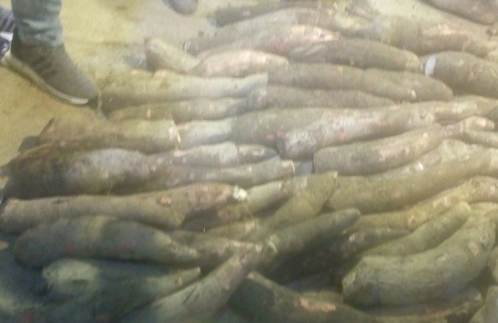 Yuca