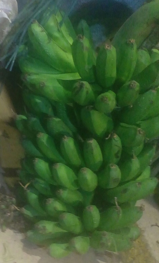 Colicero