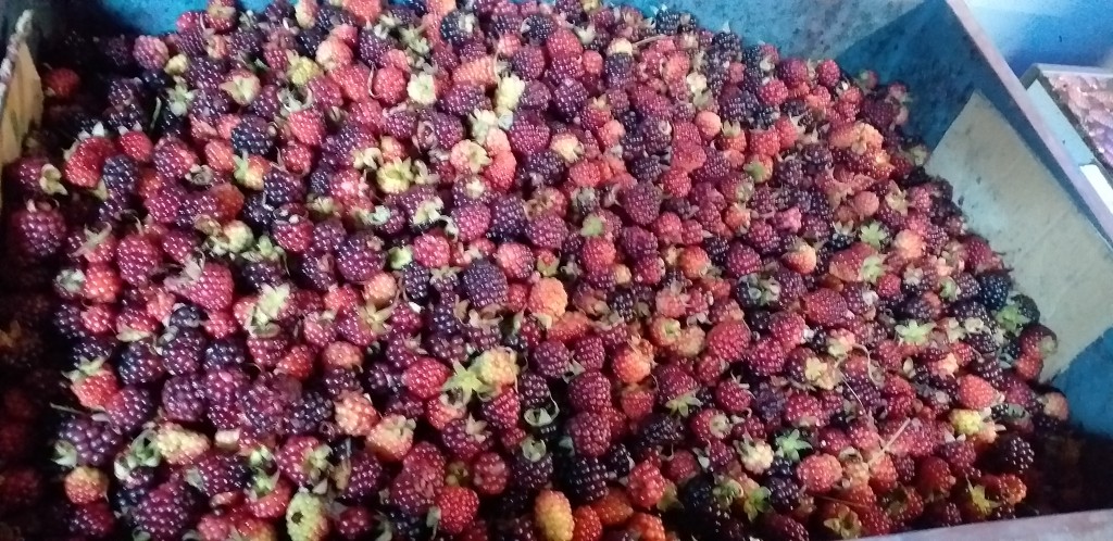 Mora de 1ra