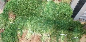Cilantro