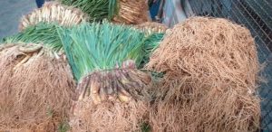 Cebolla de rama