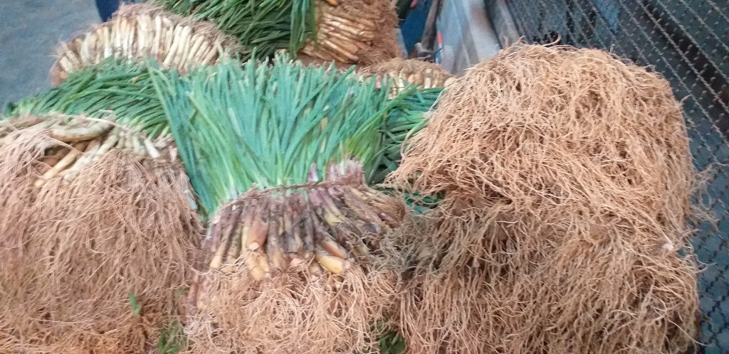 Cebolla de rama