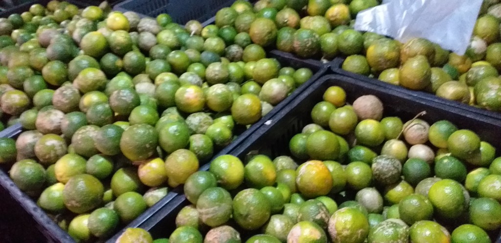 Limon mandarino