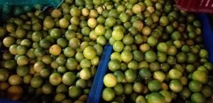 Limon criollo
