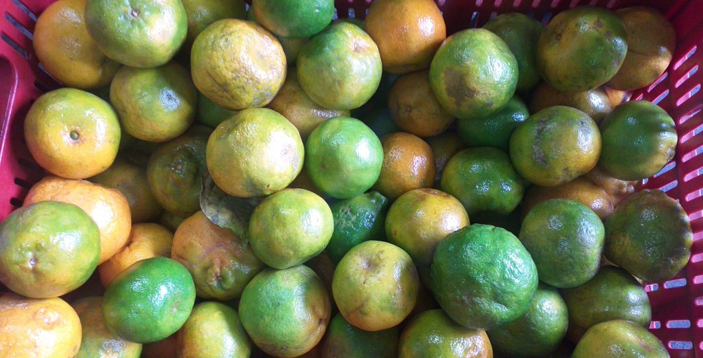 Mandarina oneco
