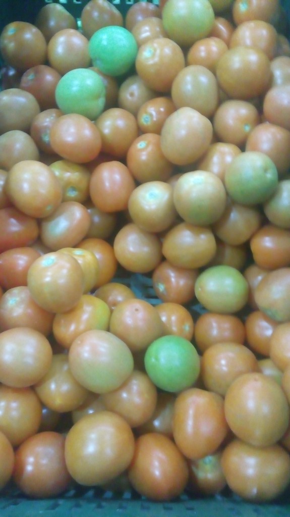Tomate chonto