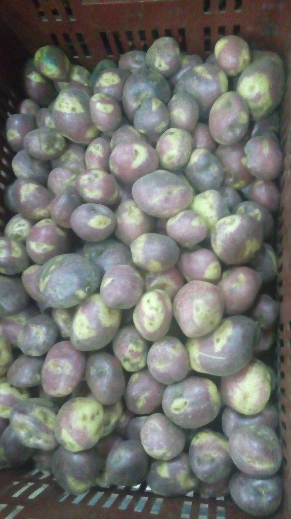 Papa pastusa de primera