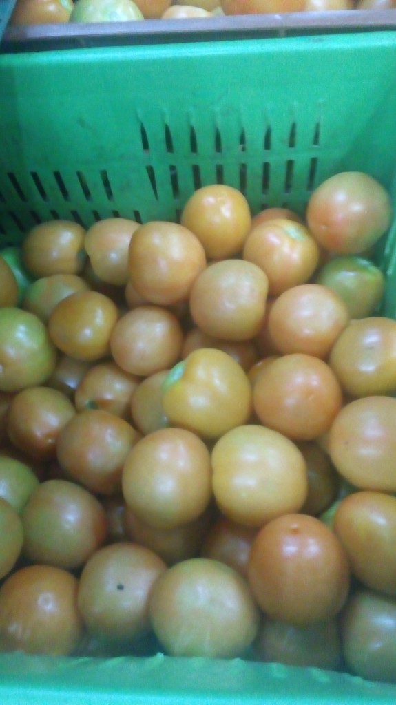 Tomate chontó selecto