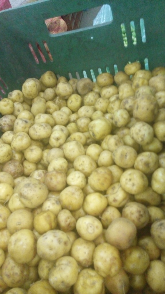 Papa criolla gruesa
