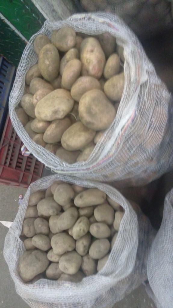 Papa pastusa gruesa
