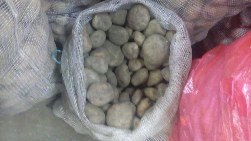 Papa pastusa gruesa