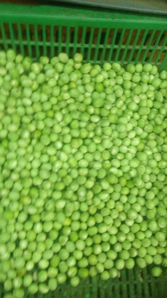 Arvejas