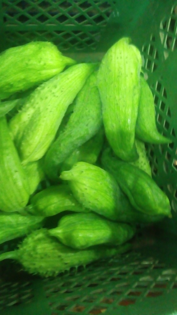 Pepino para guiso