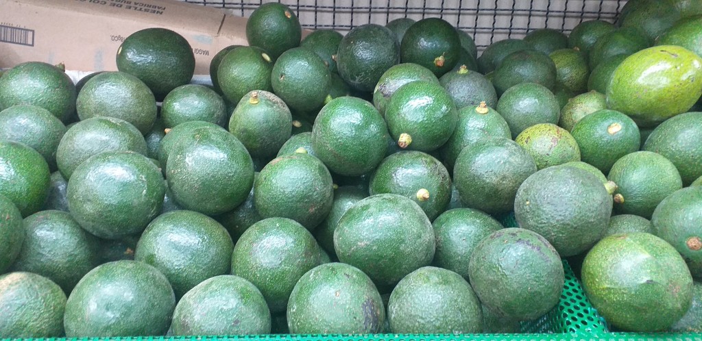 Aguacate reed
