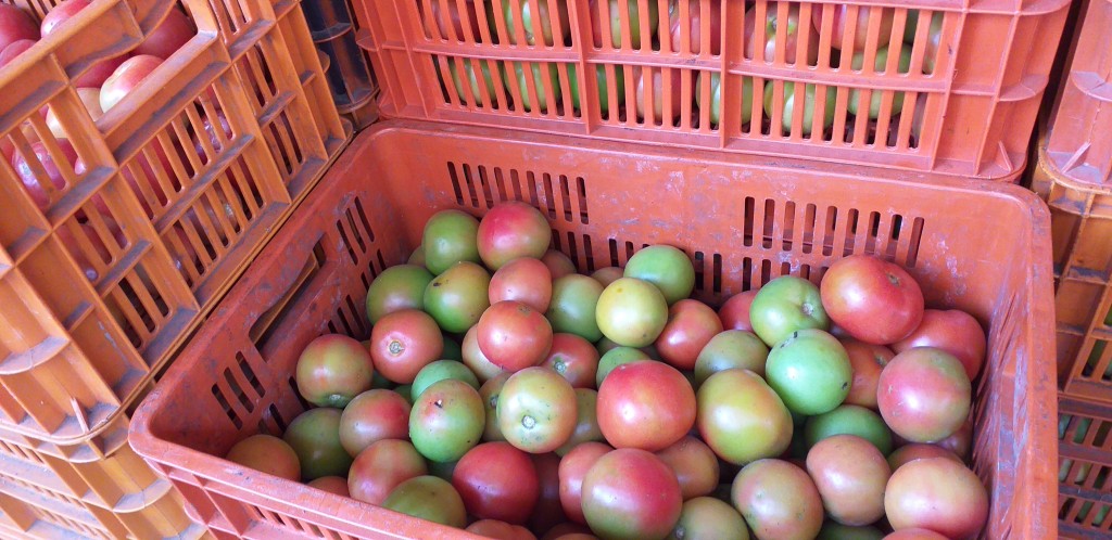 Tomate chonto 1ra
