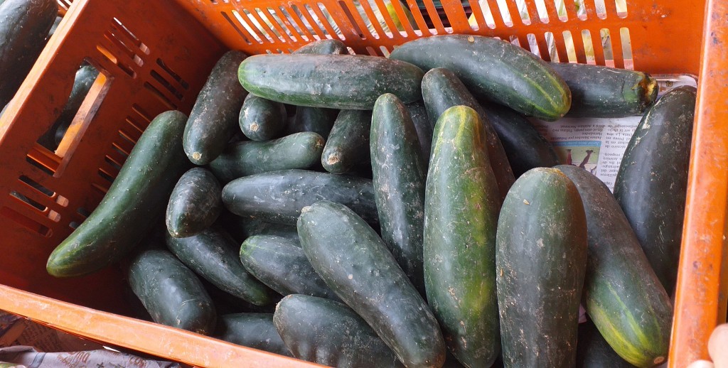 Pepino cohombro