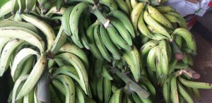 Platano verde harton
