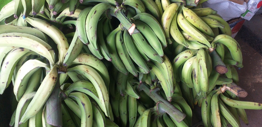 Platano verde harton