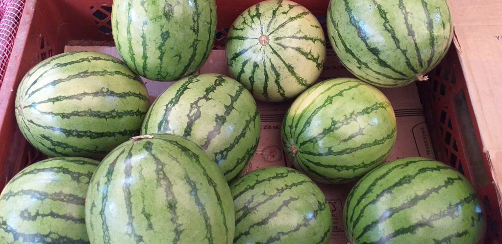 Sandia baby