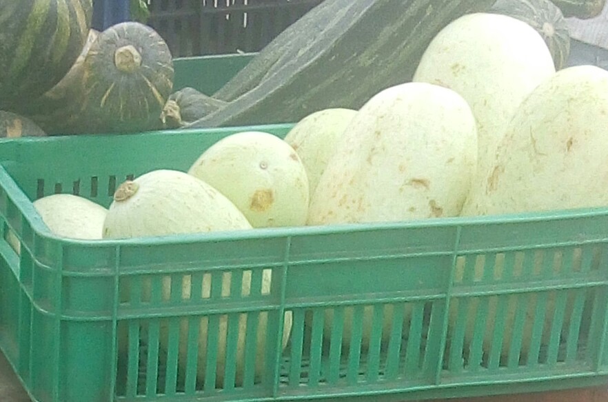 Calabaza Blanca