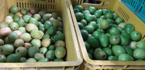 Guayaba pera