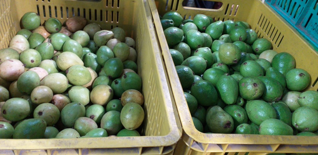 Guayaba pera