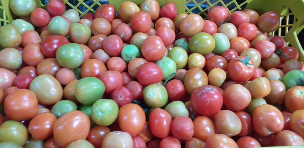 Tomate chonto delgado