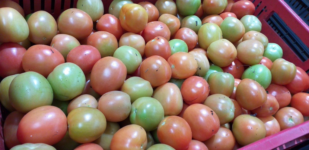 Tomate chonto parejo