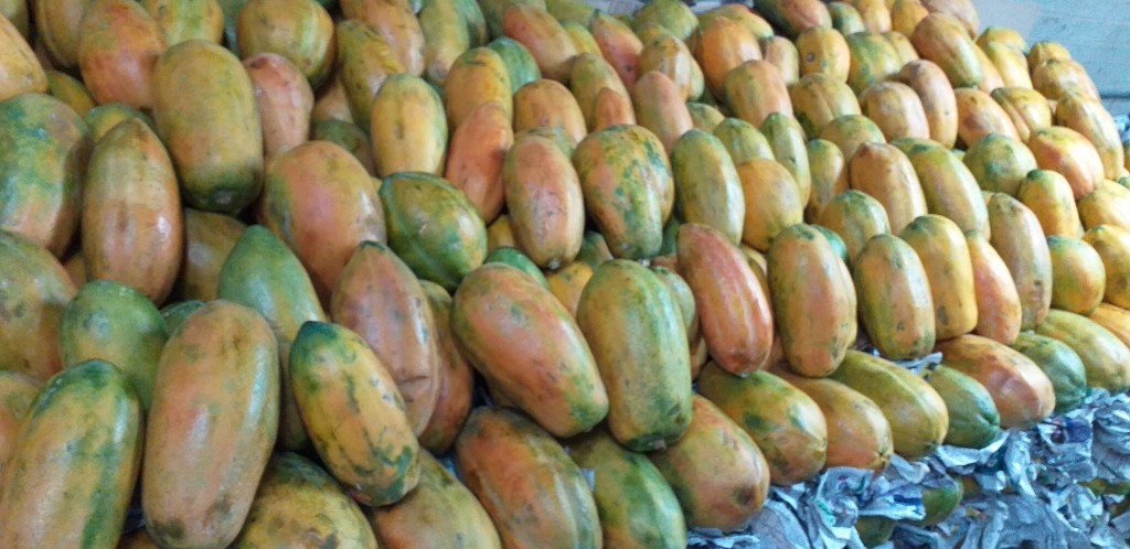 Papaya costeña