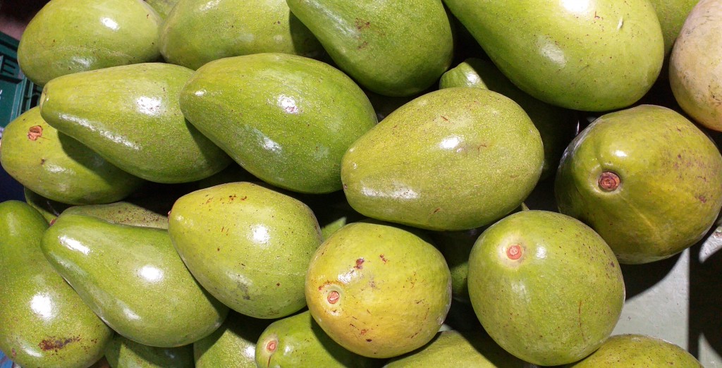 Aguacate papelillo