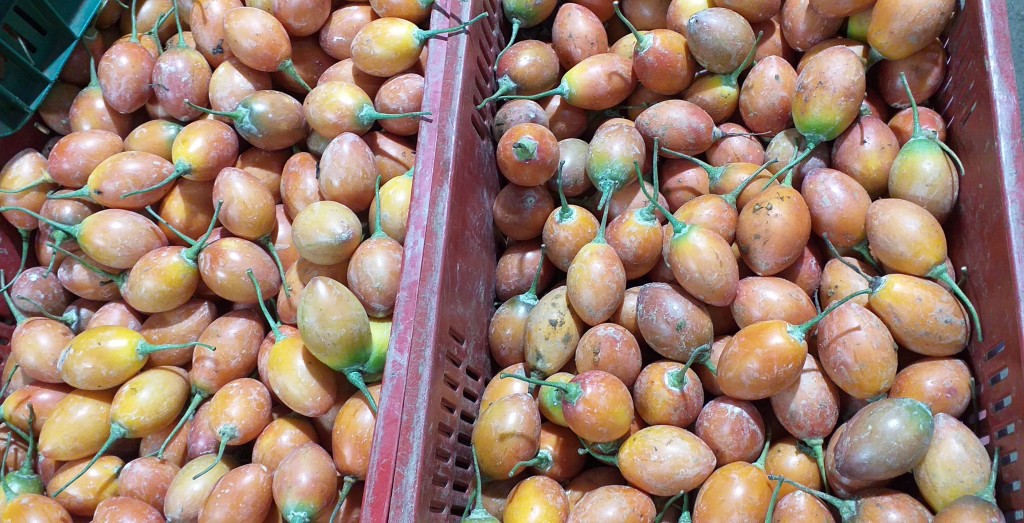 Tomate de arbol