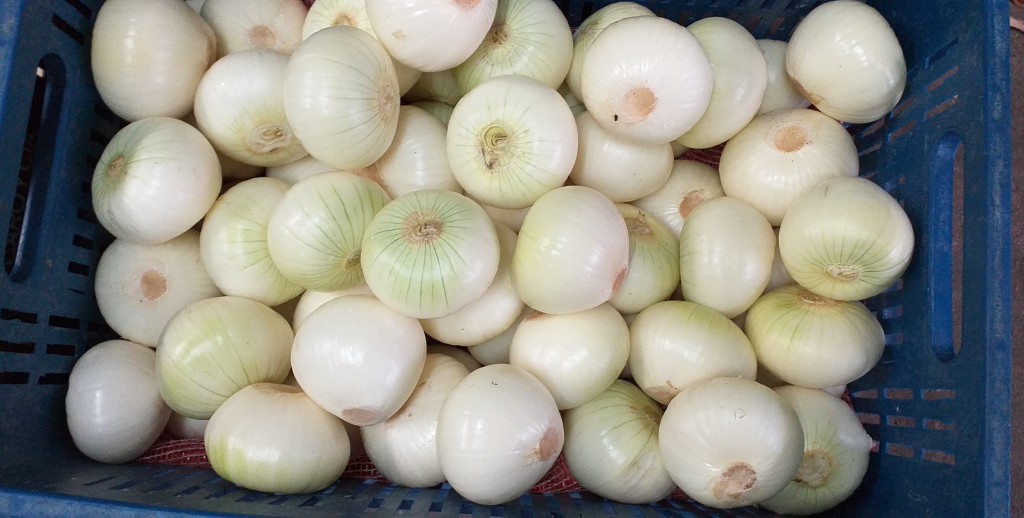 Cebolla blanca pelada