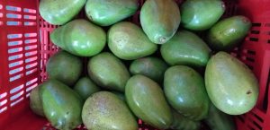 Aguacate papelillo